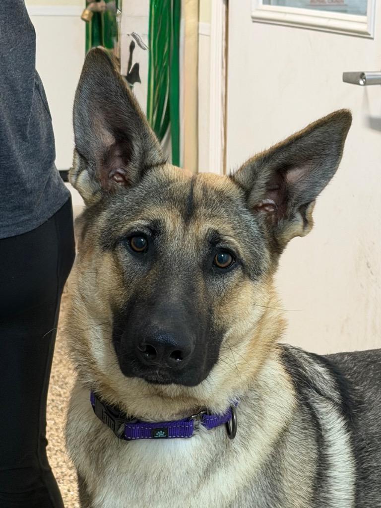 Luna, Adopted, Young Female German Shepherd Dog.