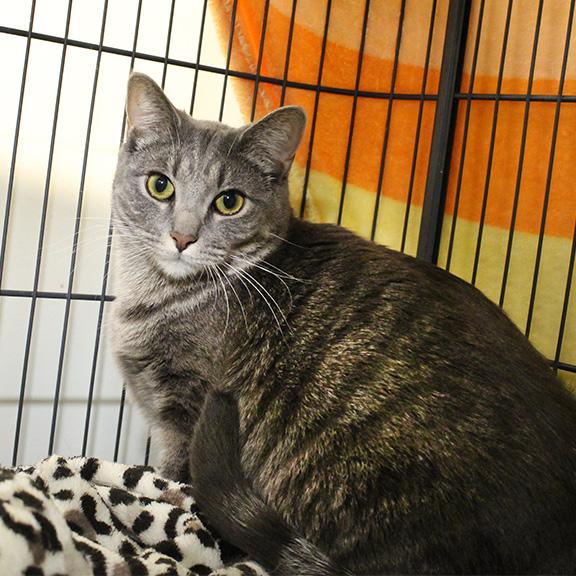 Enlarge Molly, a Adoptable Domestic Short Hair in Overland Park, KS image 3/3
