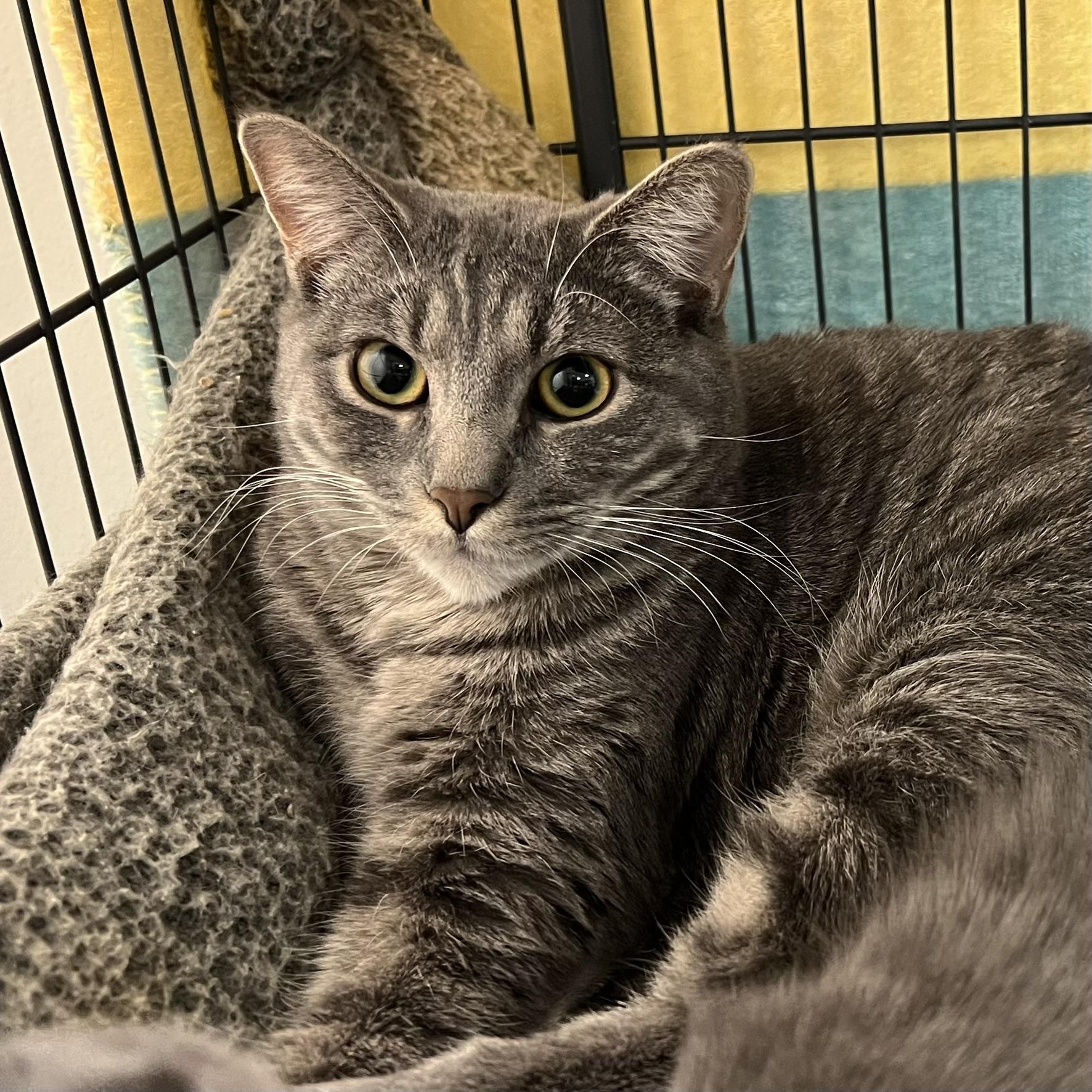 Molly, Adoptable, Kitten Female Domestic Short Hair.