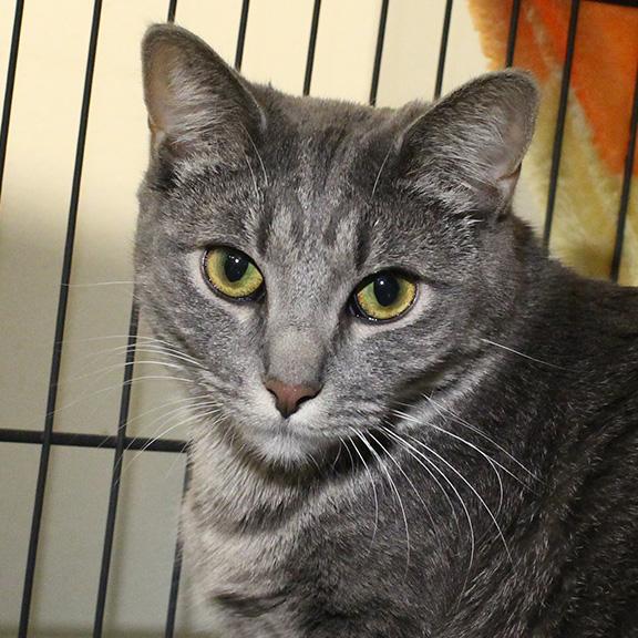 Molly, Adoptable, Kitten Female Domestic Short Hair.