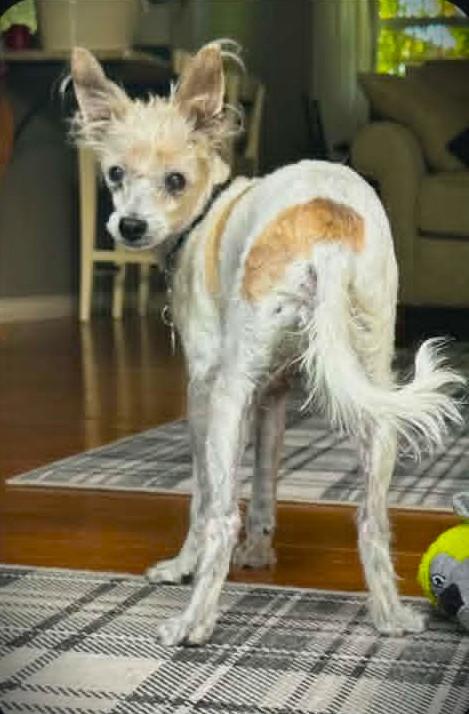 DUNN, a ADOPTABLE mixed breed in Yakima, WA image 2/6