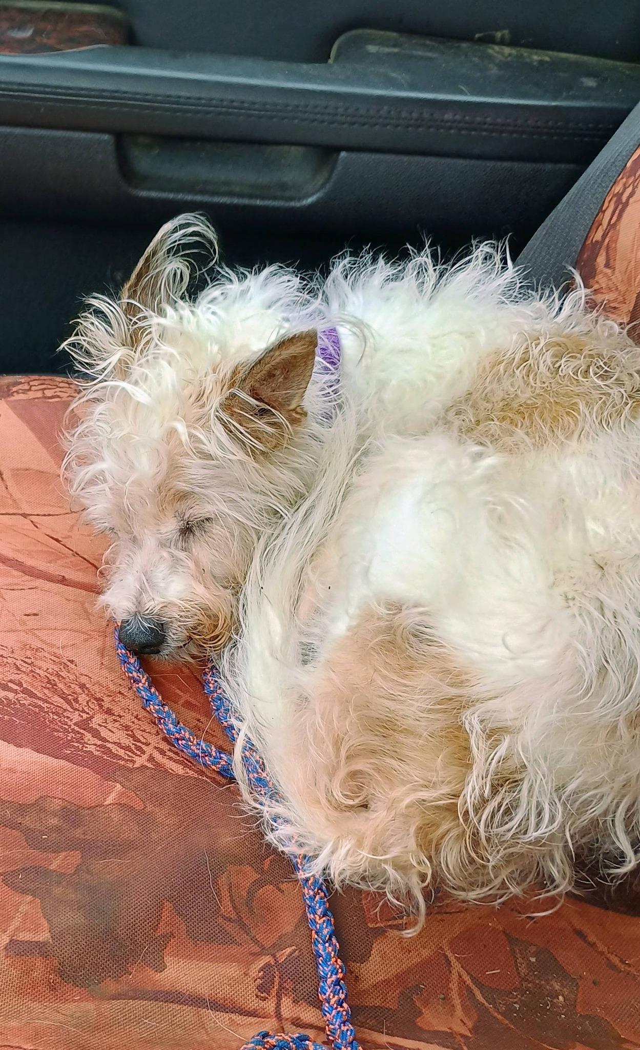 Enlarge DUNN, a ADOPTABLE mixed breed in Yakima, WA image 5/6