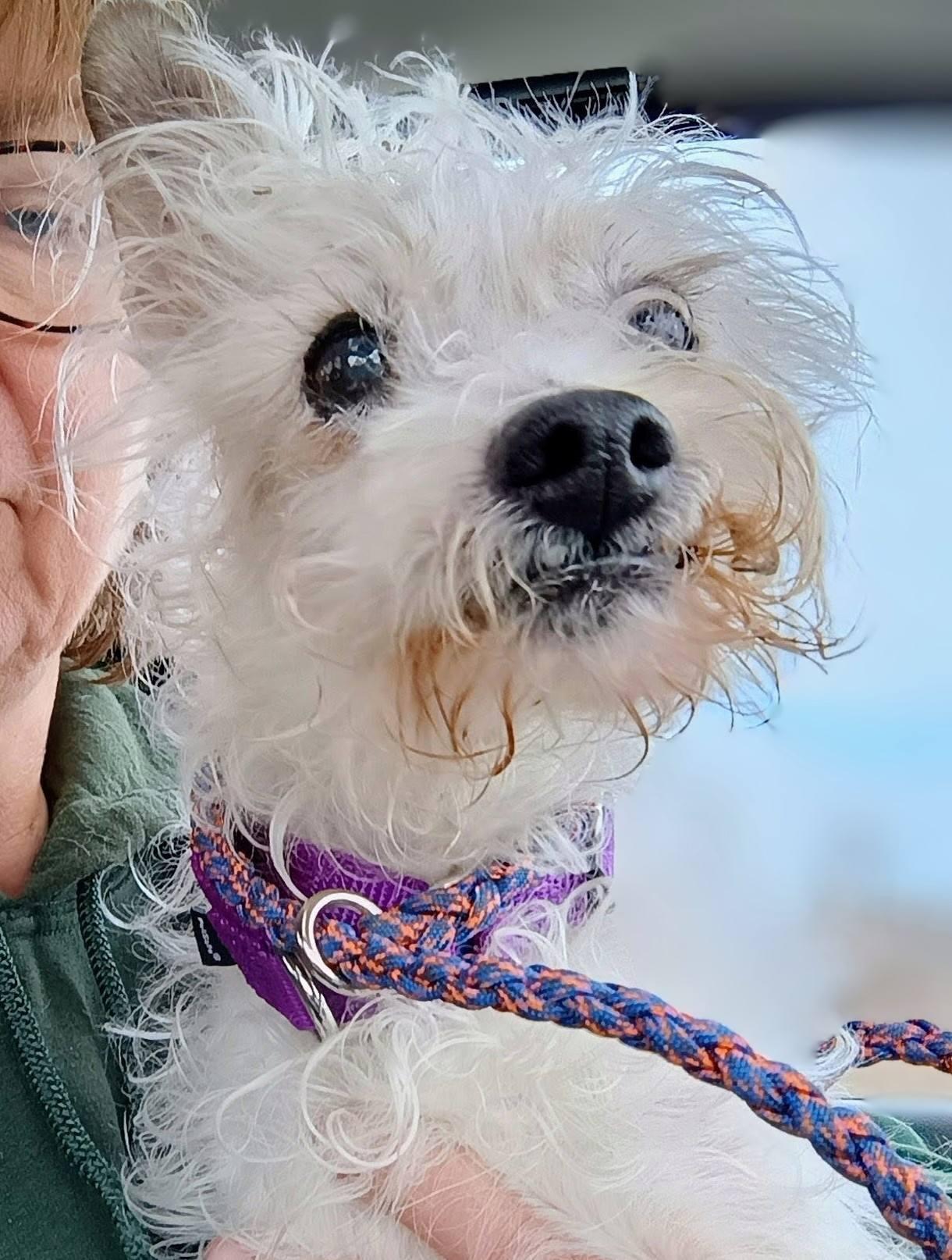 DUNN, ADOPTABLE, Senior Male Chinese Crested Dog & Miniature Poodle.