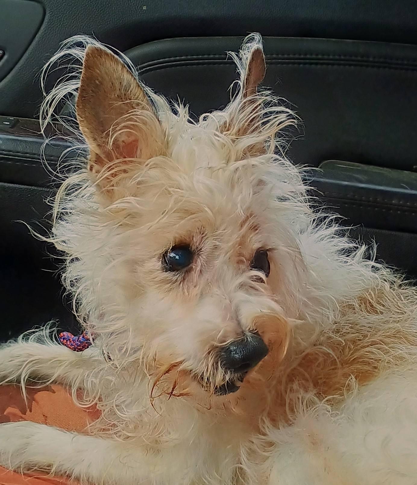 Enlarge DUNN, a ADOPTABLE mixed breed in Yakima, WA image 3/6