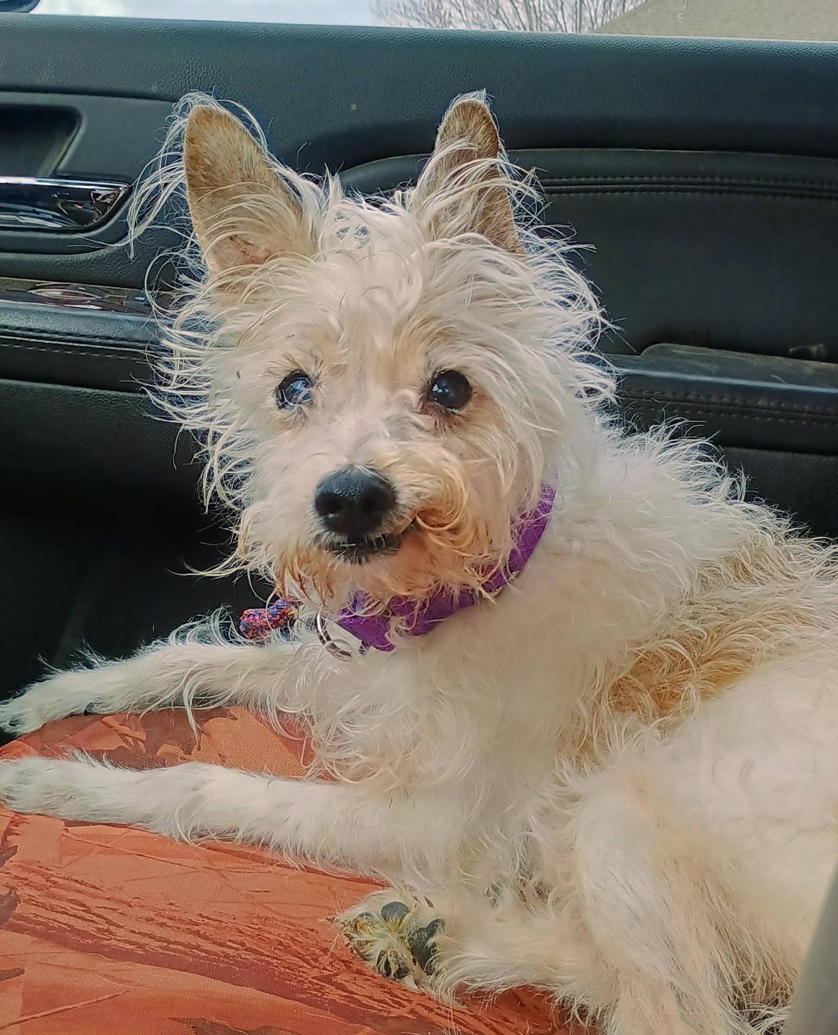 Enlarge DUNN, a ADOPTABLE mixed breed in Yakima, WA image 1/6