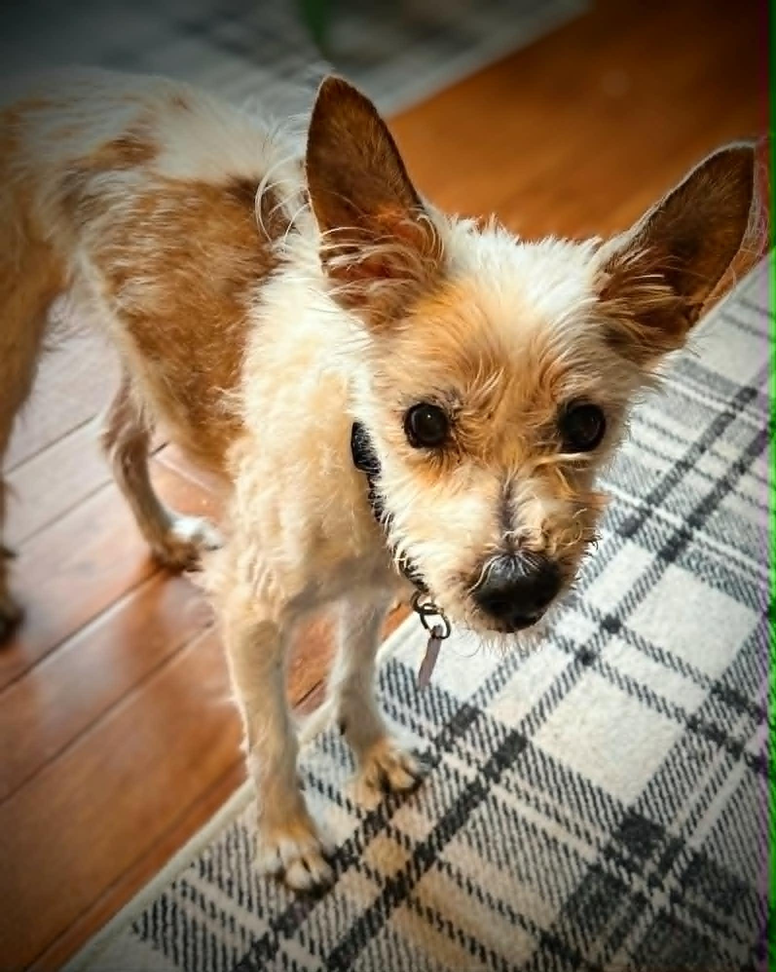 DUNN, ADOPTABLE, Senior Male Chinese Crested Dog & Miniature Poodle.
