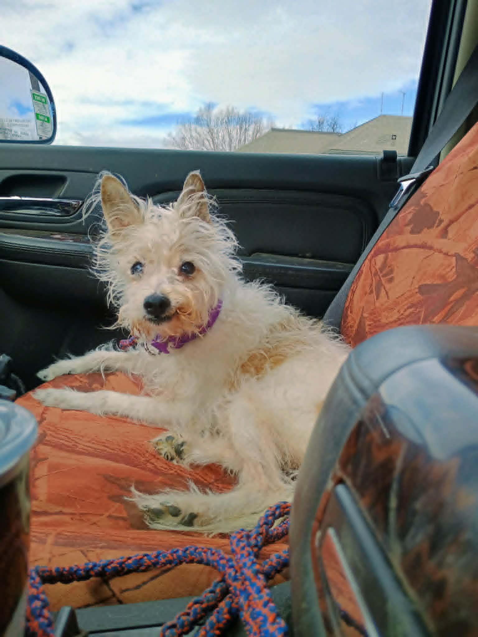 Enlarge DUNN, a ADOPTABLE mixed breed in Yakima, WA image 4/6