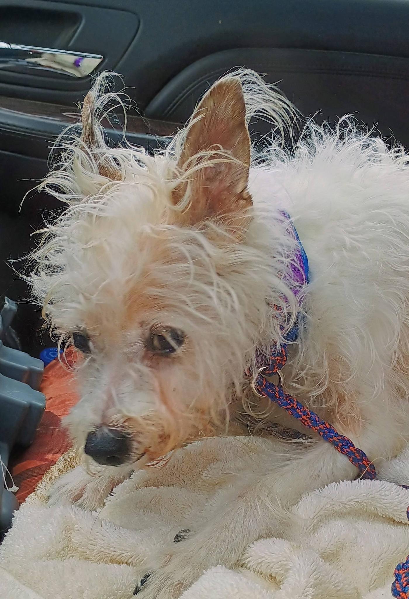 Enlarge DUNN, a ADOPTABLE mixed breed in Yakima, WA image 6/6