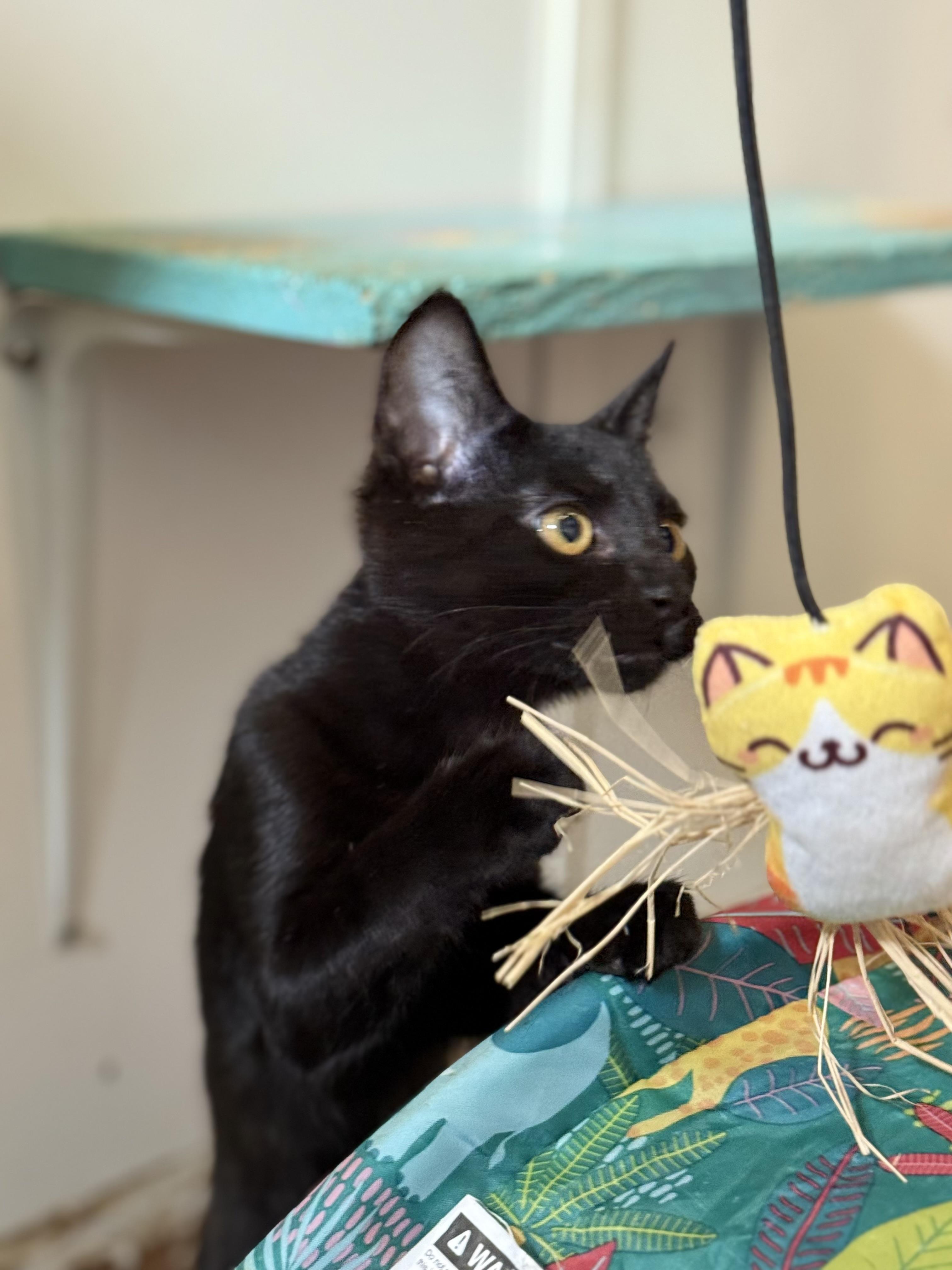 Stone Cold Steve Austin