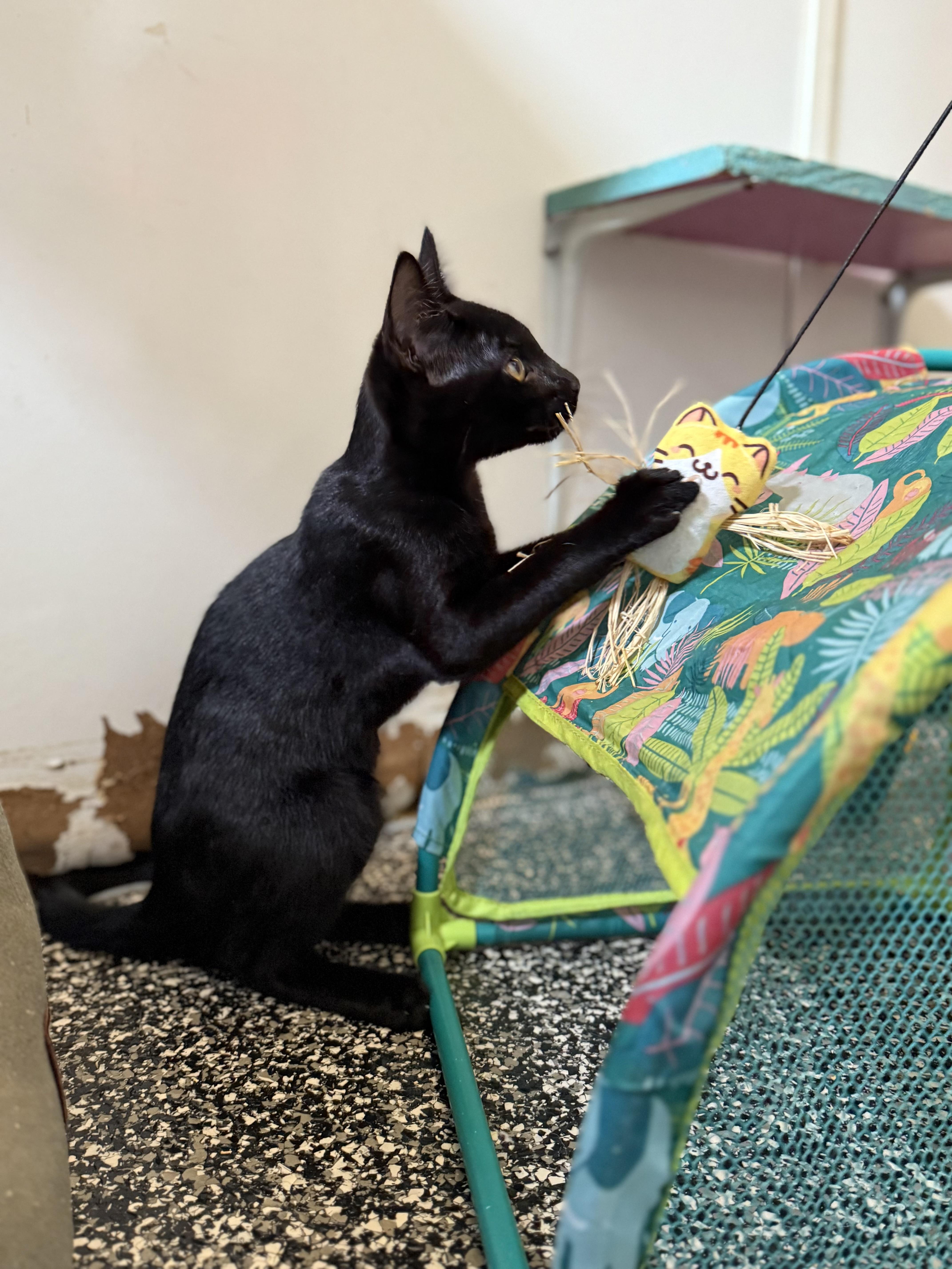 Stone Cold Steve Austin