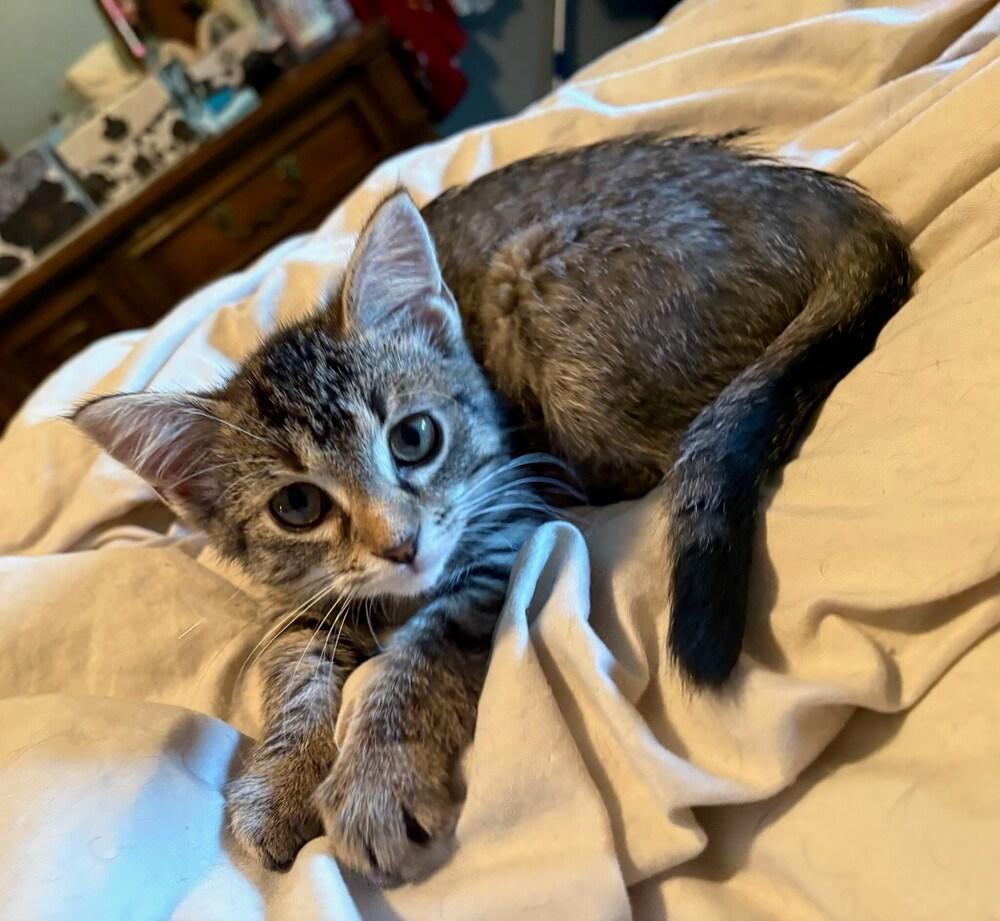 Jade Tabico Draminski 2, a Adoptable Domestic Short Hair in Peoria, IL image 1/2