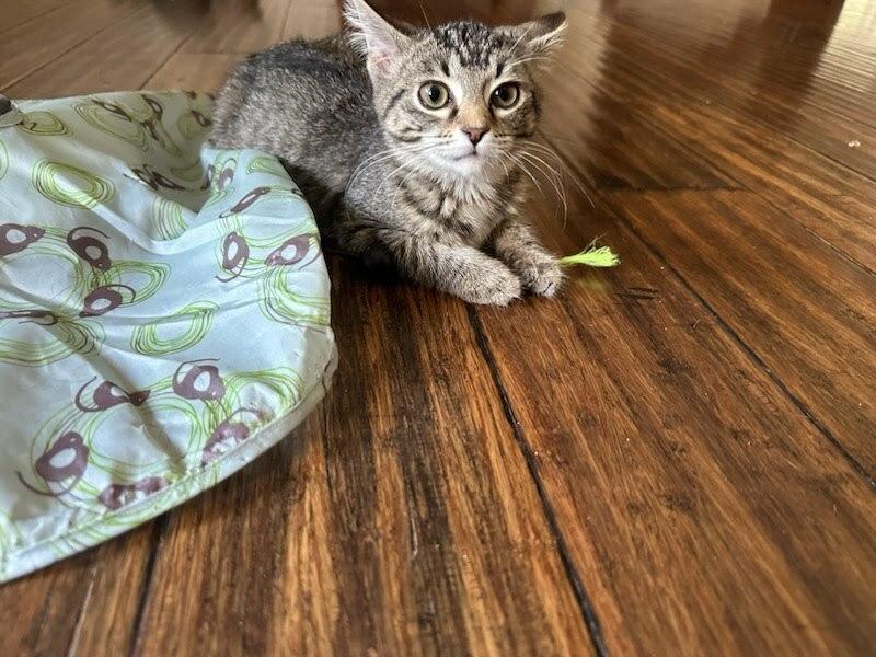 Jade Tabico Draminski 2, a Adoptable Domestic Short Hair in Peoria, IL image 2/2