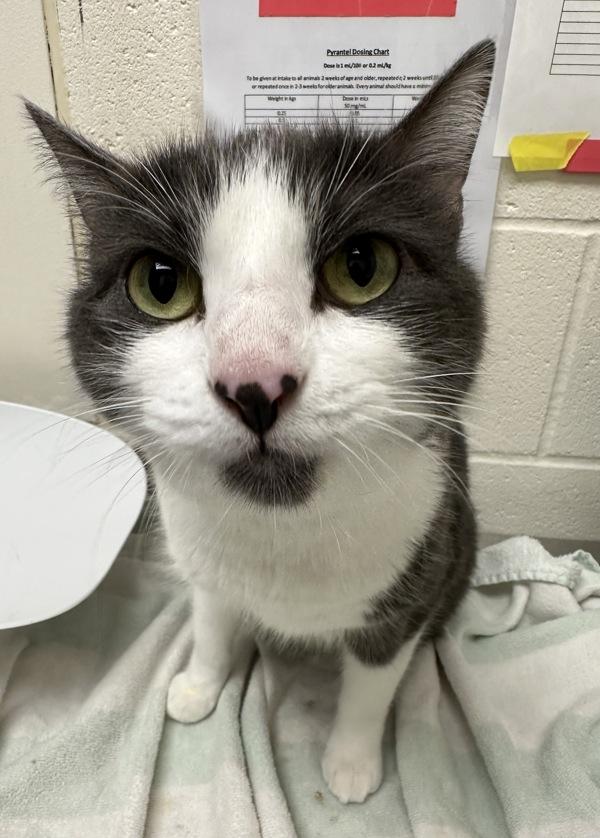 Tuxedo Sam, Adoptable, Adult Male Domestic Short Hair.