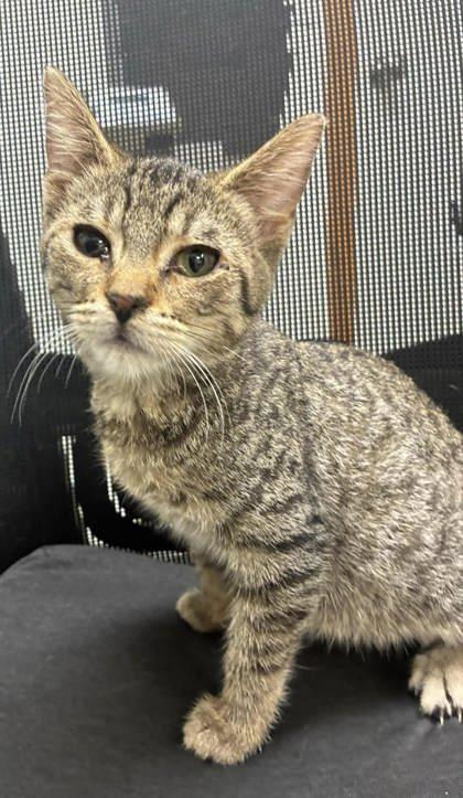 Dr. Pep, Adopted, Young Female Domestic Short Hair.
