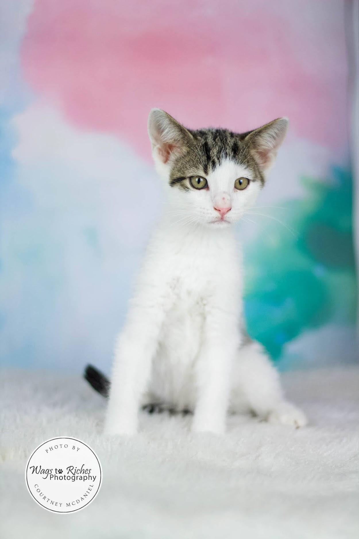 Enlarge Moe, a Adoptable mixed breed in Southington, CT image 5/6
