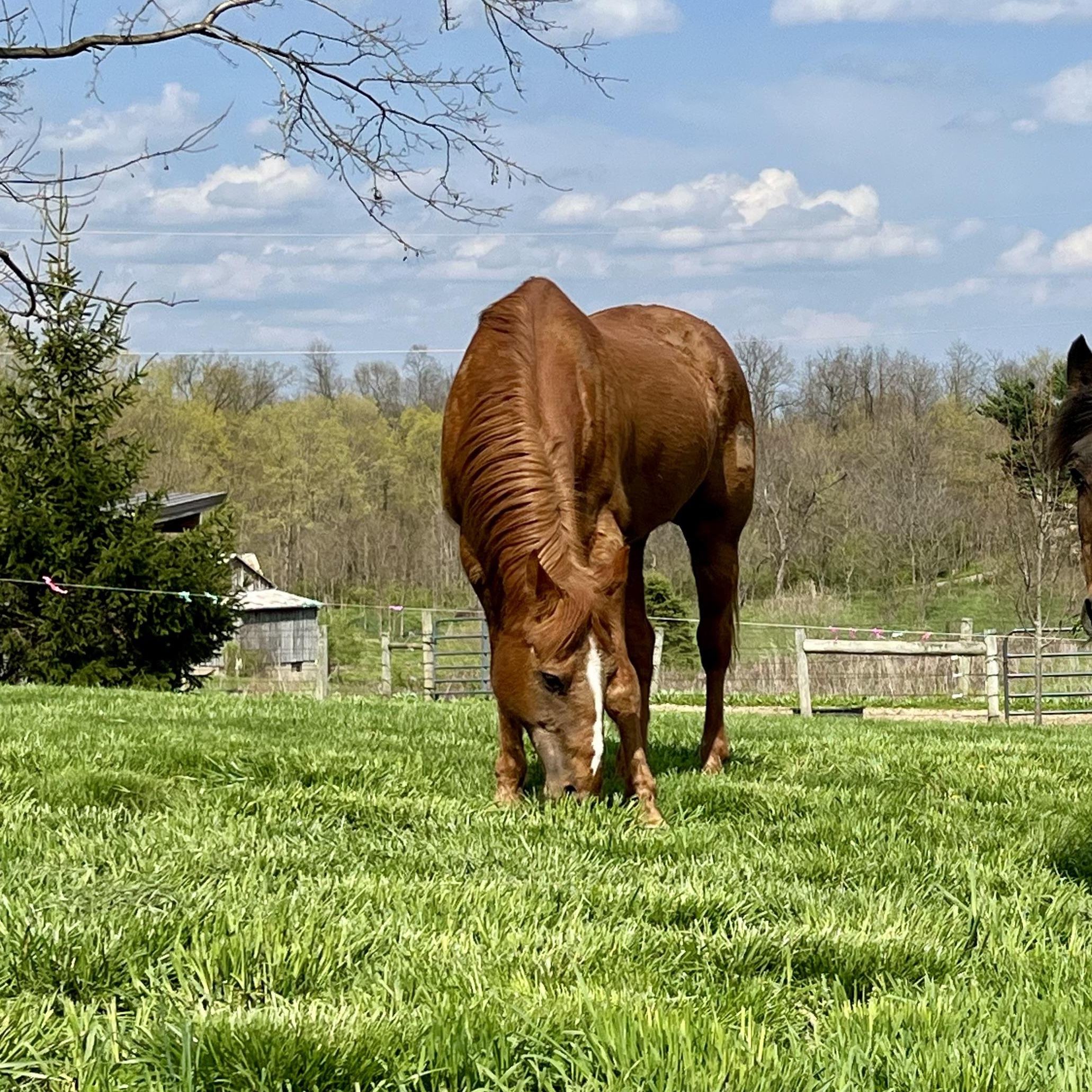 Enlarge Monty, a Adoptable Quarterhorse in Athens, OH image 2/2