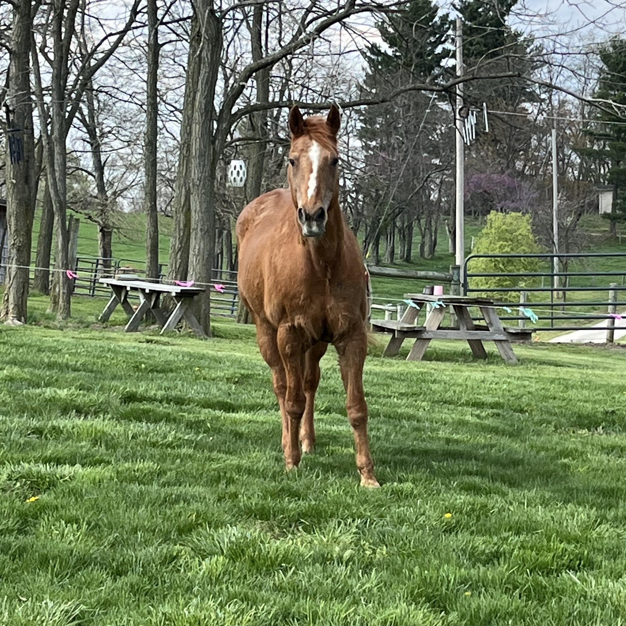 Enlarge Monty, a Adoptable Quarterhorse in Athens, OH image 1/2