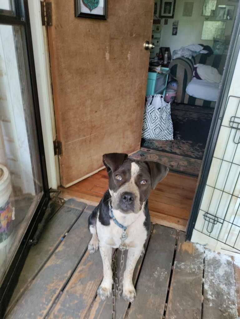 Patches (Courtesy Post), Adoptable, Adult Female Australian Cattle Dog / Blue Heeler & Pit Bull Terrier.