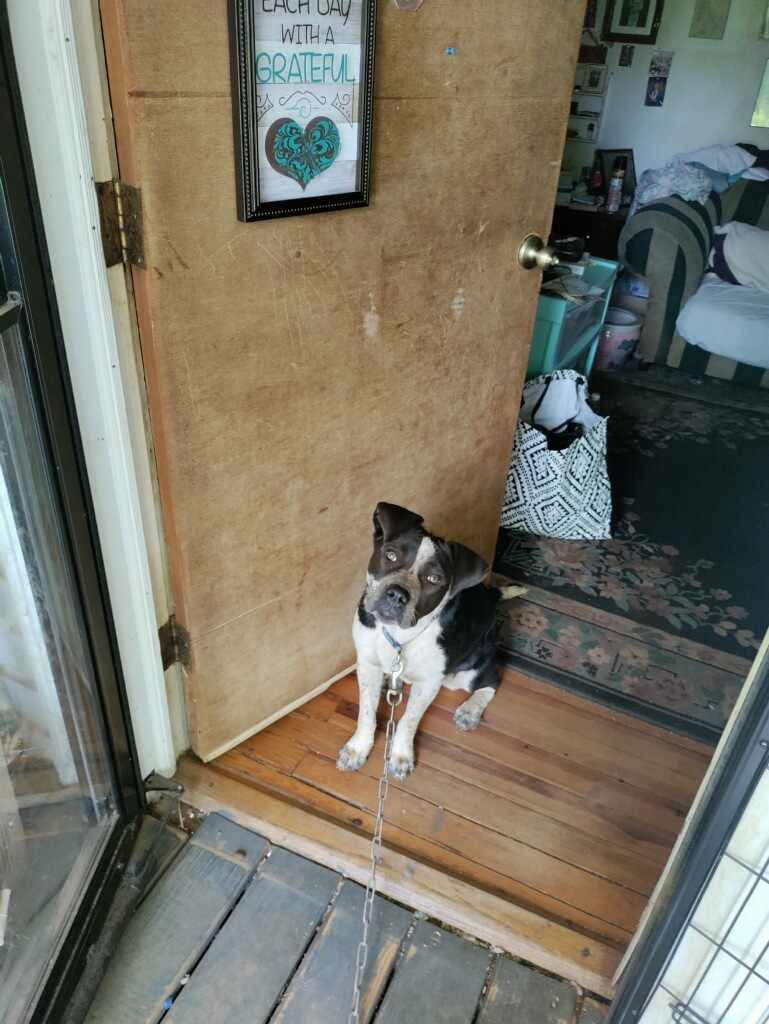Enlarge Patches (Courtesy Post), a Adoptable mixed breed in Rutherfordton, NC image 2/3