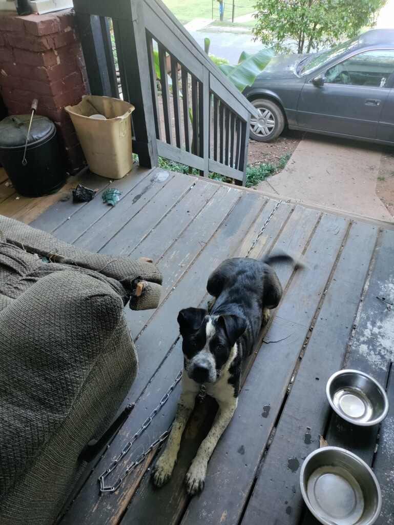 Enlarge Patches (Courtesy Post), a Adoptable mixed breed in Rutherfordton, NC image 3/3