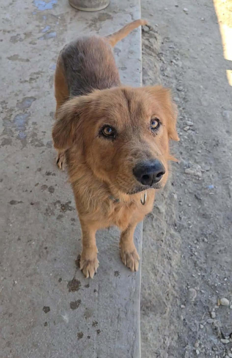 William, ADOPTABLE, Adult Male Retriever.