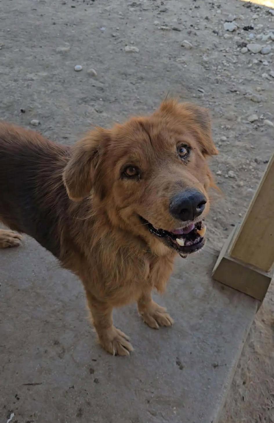 Enlarge William, a ADOPTABLE mixed breed in San Antonio, TX image 2/3