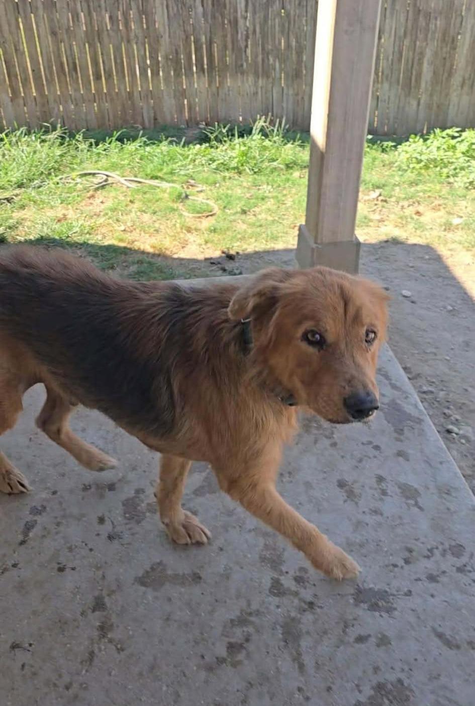 Enlarge William, a ADOPTABLE mixed breed in San Antonio, TX image 3/3