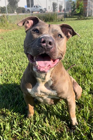 Enlarge NOLA, a Adoptable Staffordshire Bull Terrier in Rosenberg, TX image 1/1