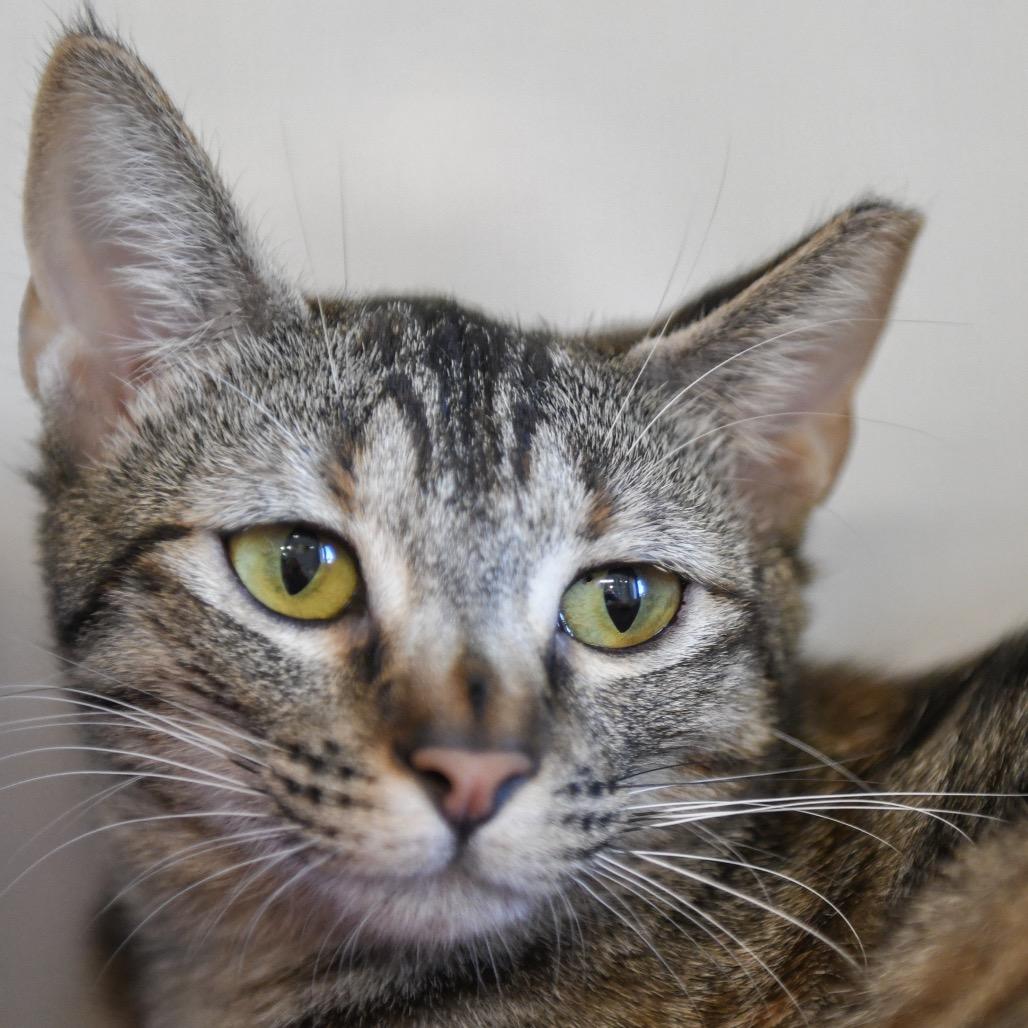 Nicki, Adoptable, Young Female Domestic Short Hair.