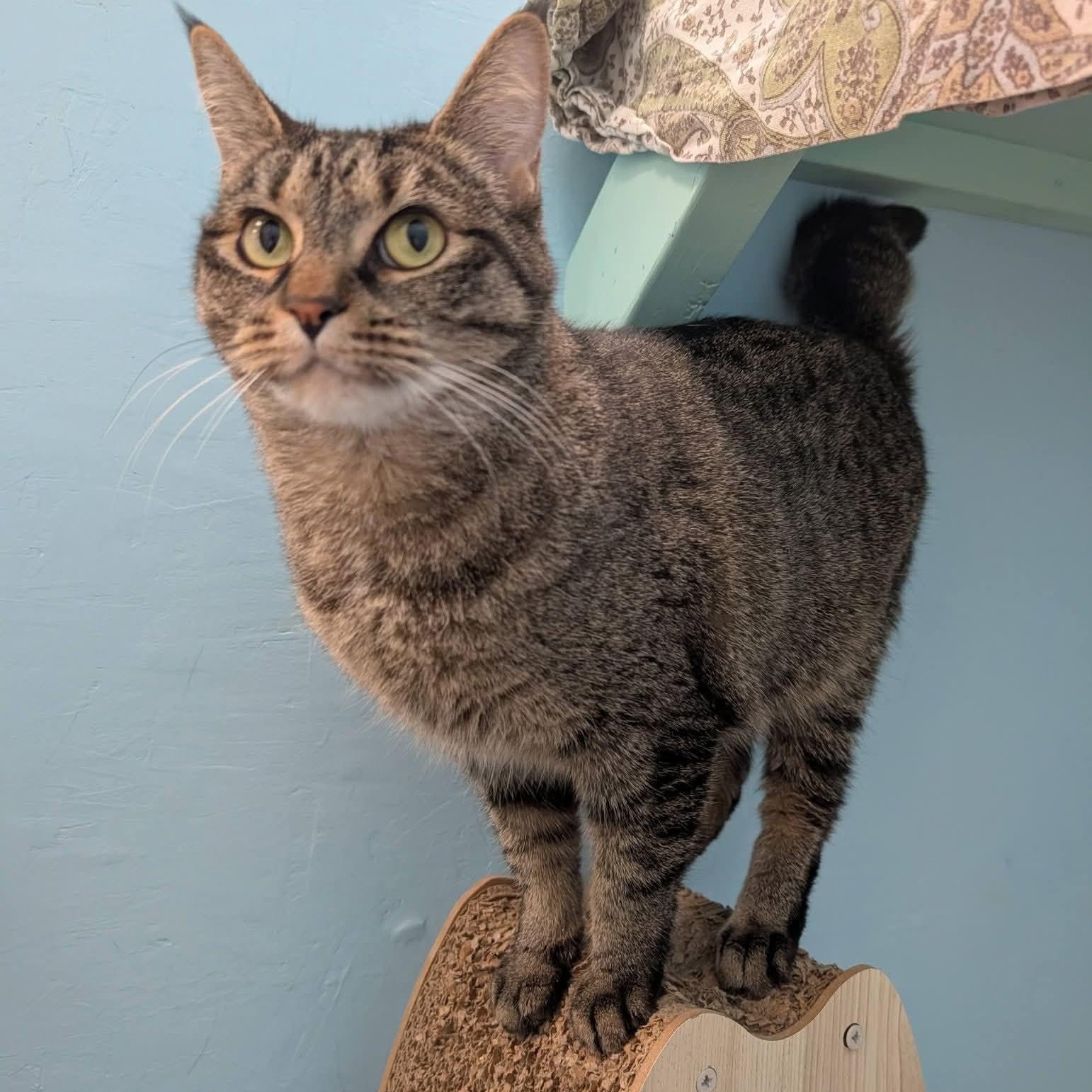 Sequin -CHWK Mr Pets, adoptable, Adult Female Domestic Short Hair.