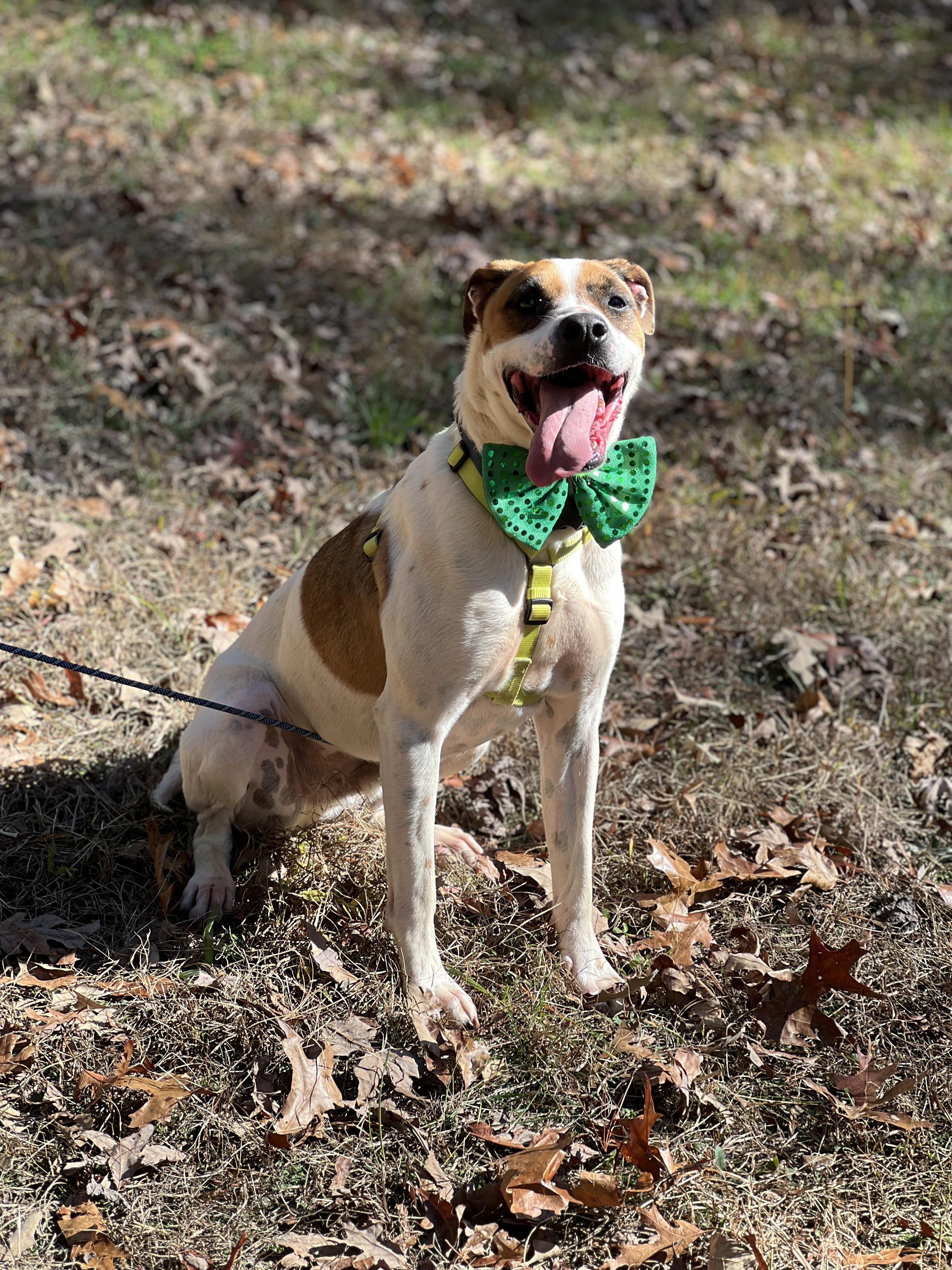 Casey, a Adoptable mixed breed in Blue Ridge, GA image 4/5