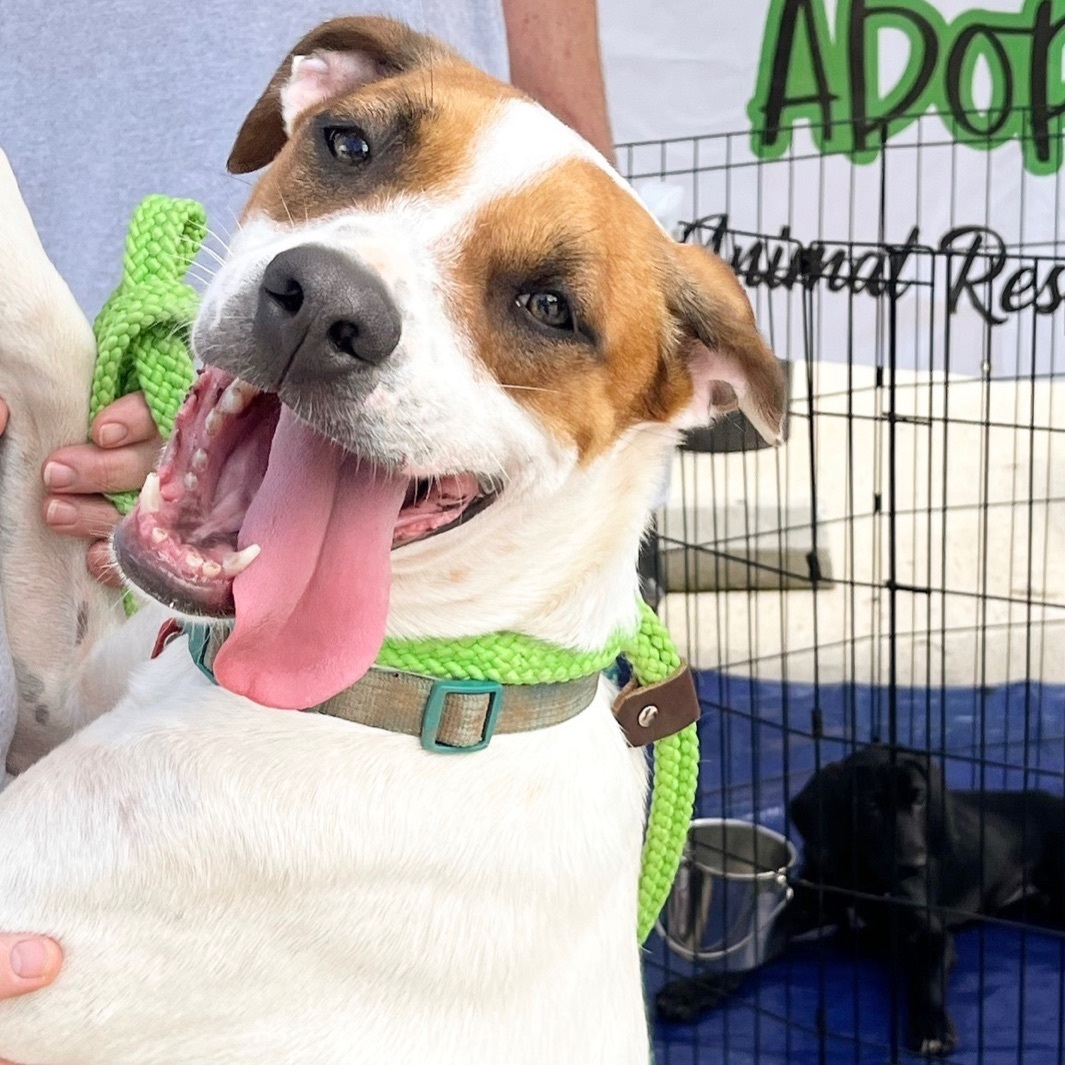 Casey, a Adoptable mixed breed in Blue Ridge, GA image 3/5