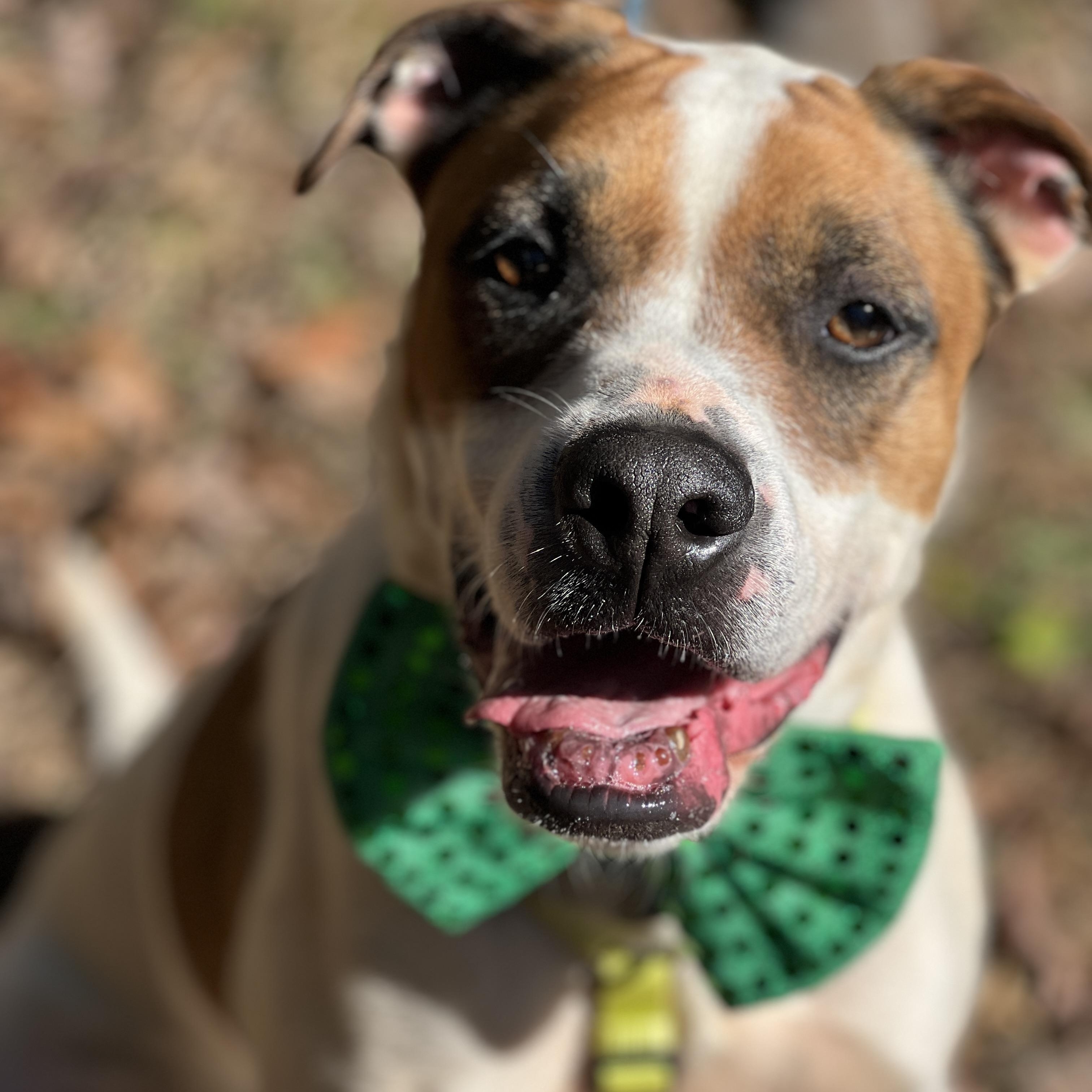 Casey, Adoptable, Adult Male Boxer & American Bulldog.