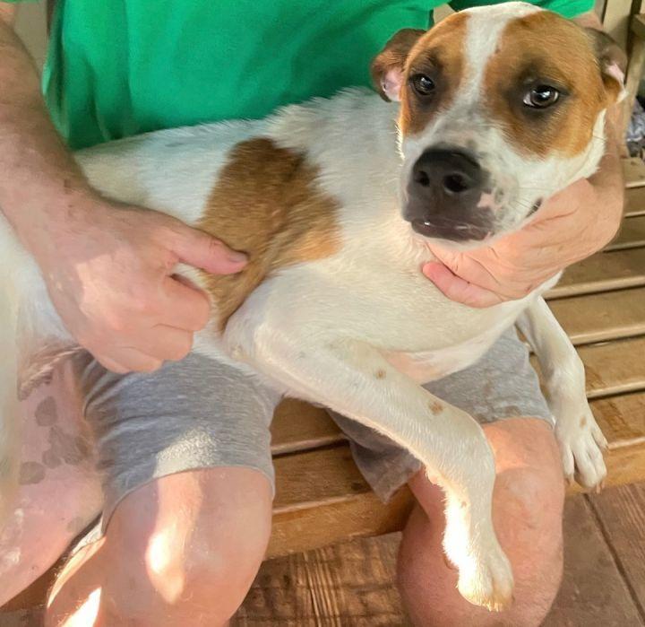 Casey, a Adoptable mixed breed in Blue Ridge, GA image 5/5