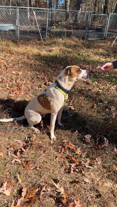 Enlarge Casey, a Adoptable mixed breed in Blue Ridge, GA video 2/5