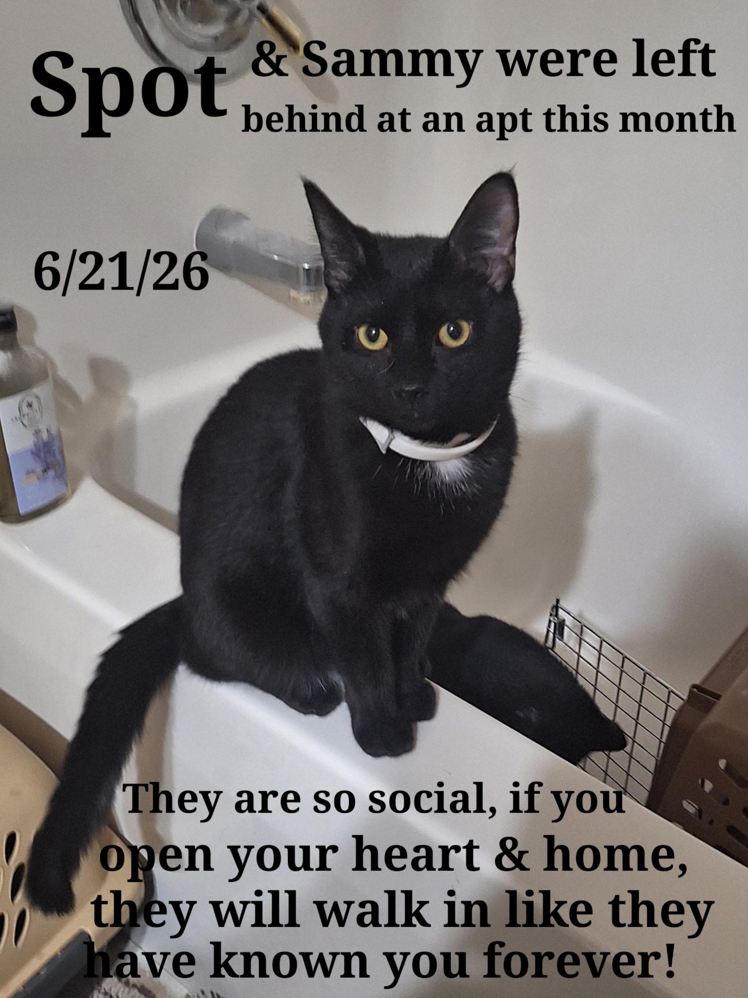 Sammy and Spot, a ADOPTABLE mixed breed in Staunton, VA image 2/3