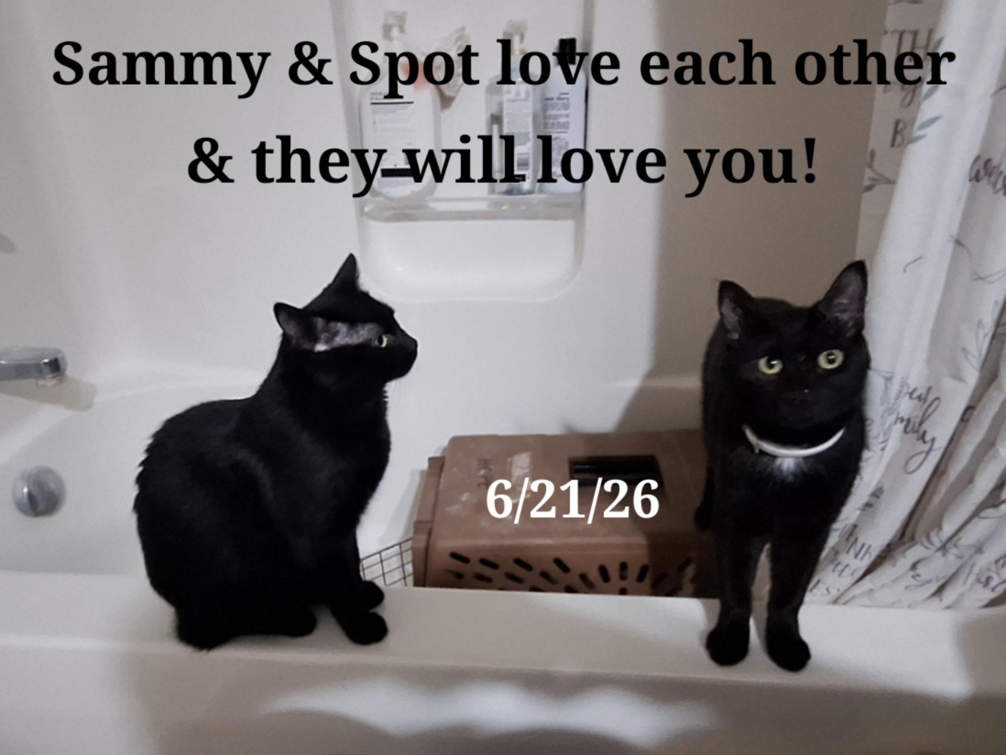 Sammy and Spot, a ADOPTABLE mixed breed in Staunton, VA image 3/3