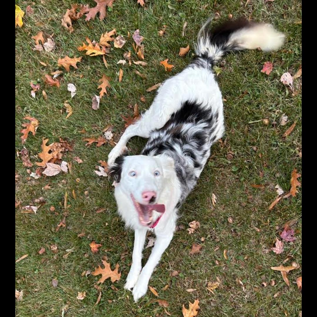 Bindi, a Adoptable mixed breed in Midlothian, VA image 3/6