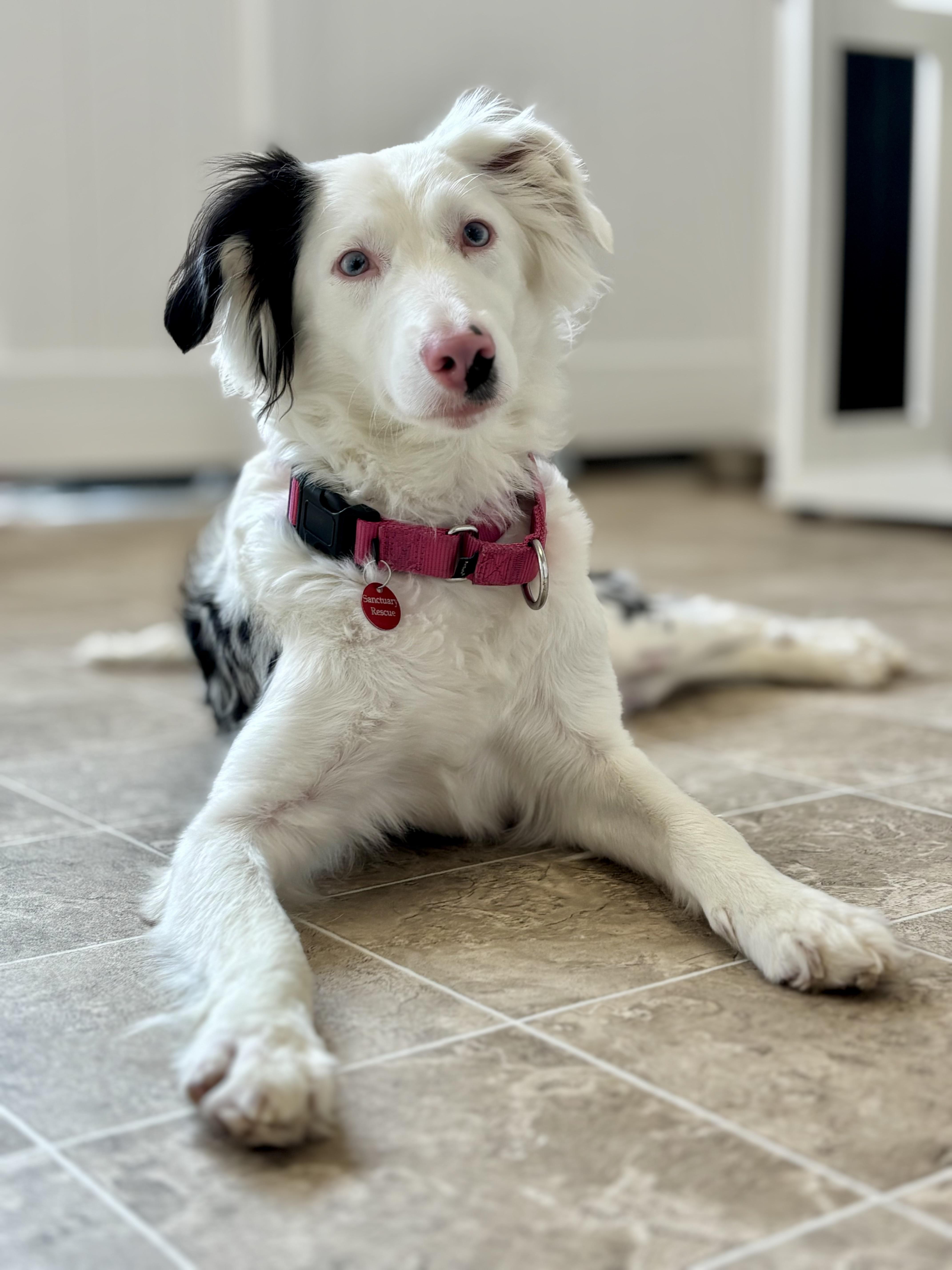 Bindi, Adoptable, Adult Female Border Collie & Australian Shepherd.