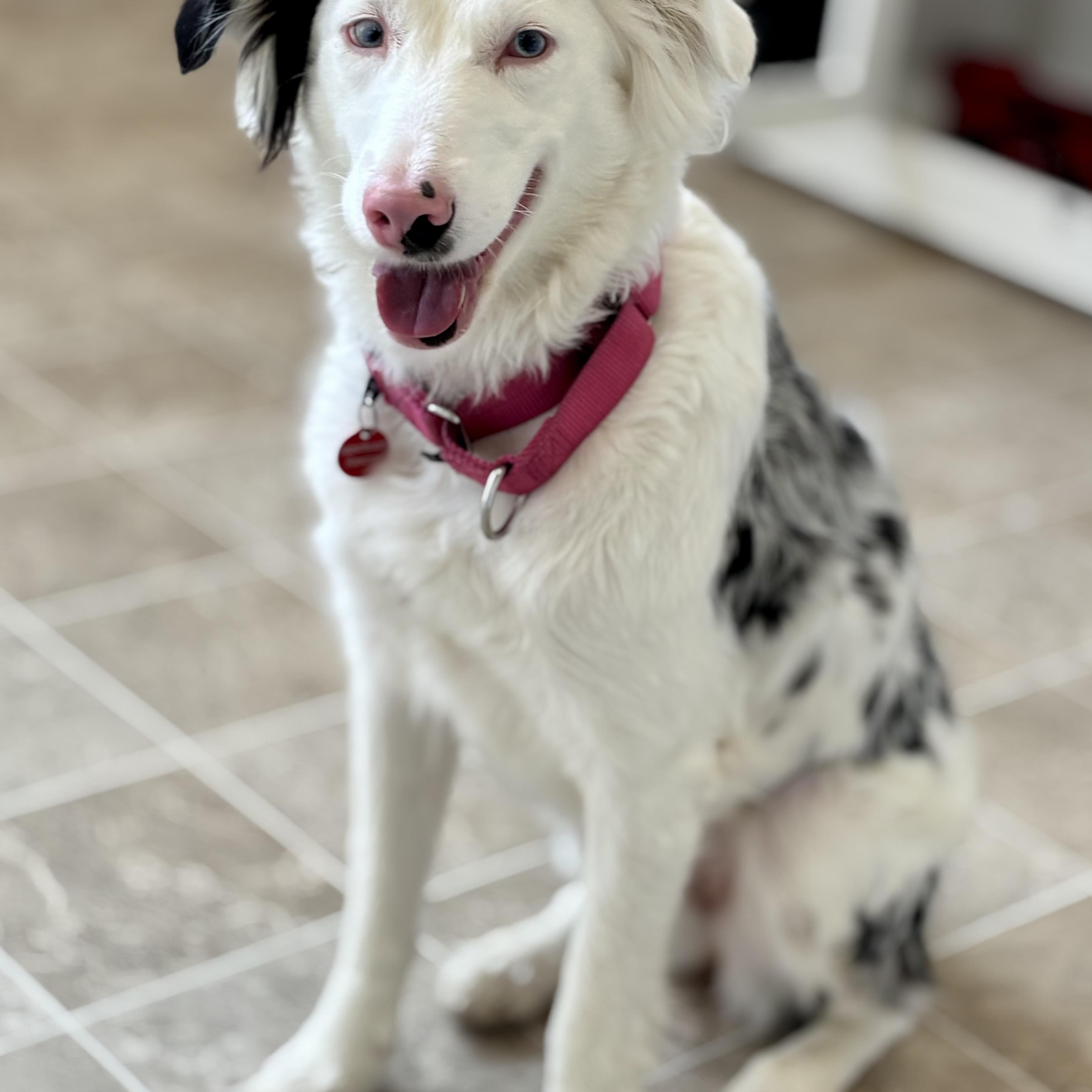 Bindi, a Adoptable mixed breed in Midlothian, VA image 6/6