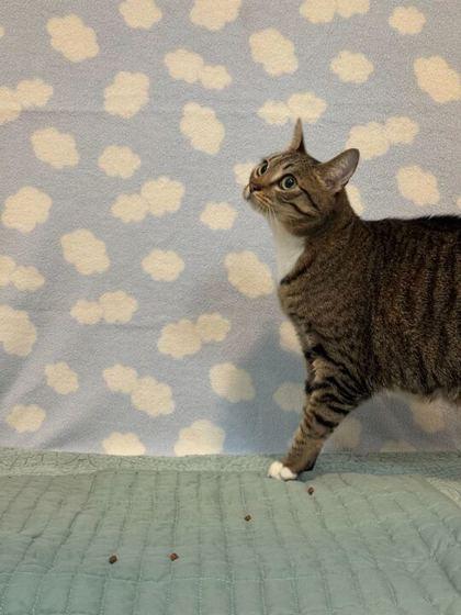 Kora, Adoptable, Young Female Domestic Short Hair & Domestic Short Hair.