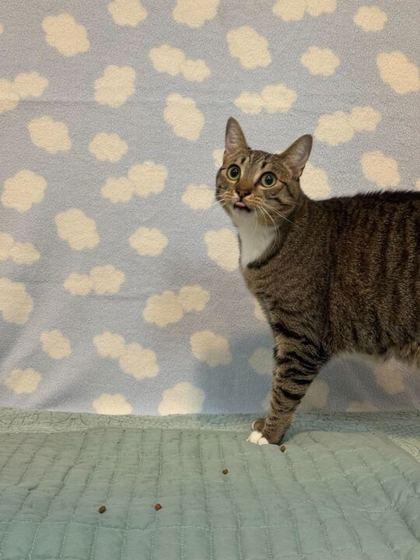 Kora, a Adoptable mixed breed in Daytona Beach, FL image 2/2