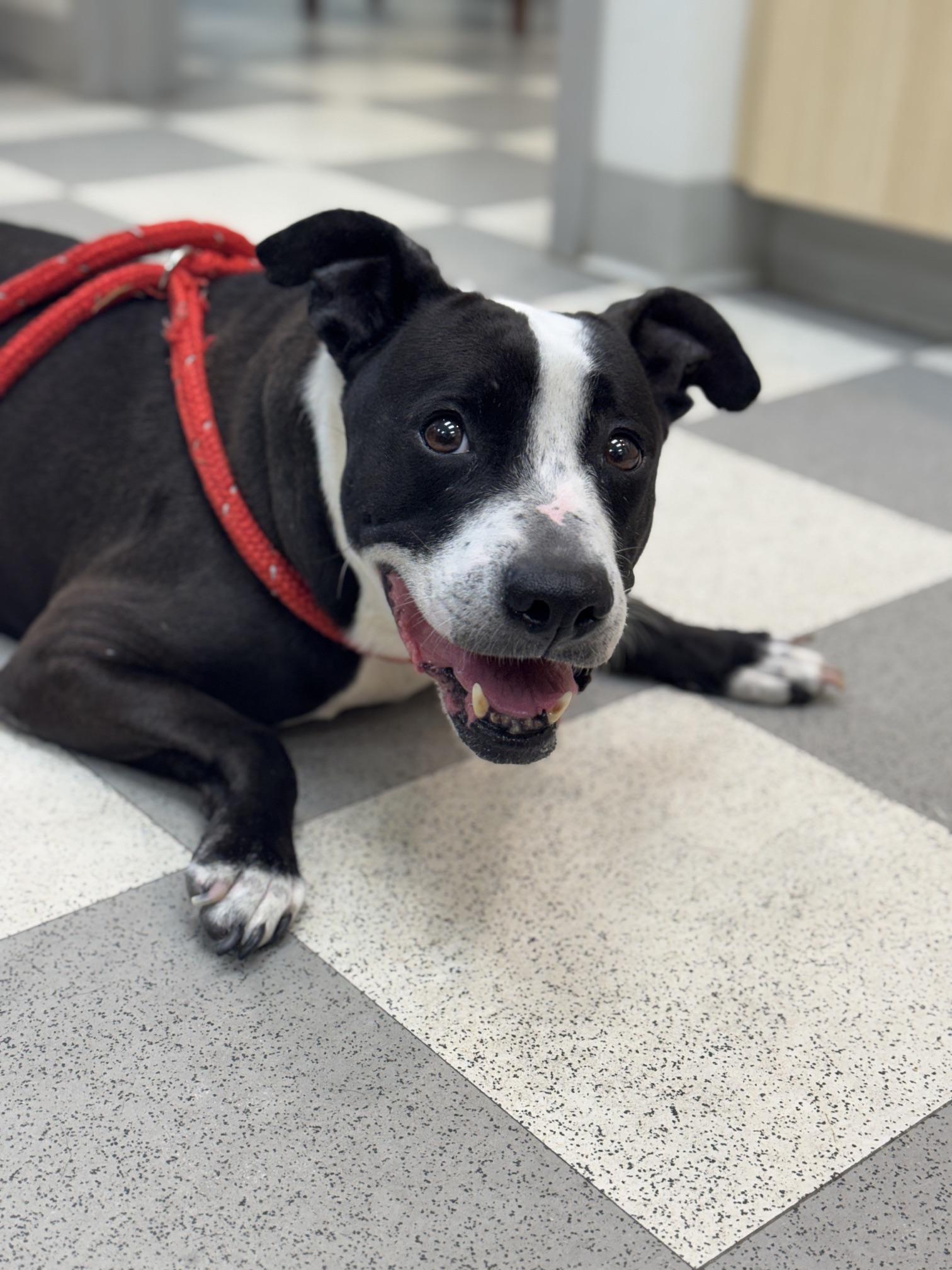 Elvi Assa, a Adoptable mixed breed in Benton Harbor, MI image 1/6