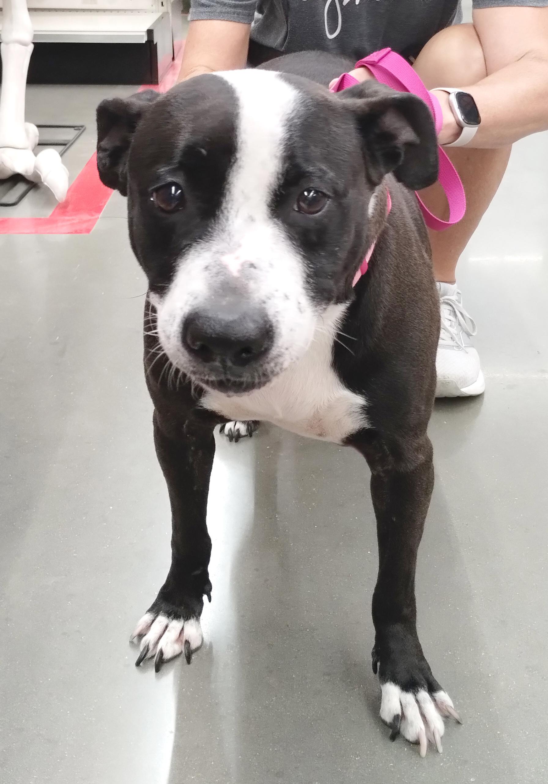 Elvi Assa, a Adoptable mixed breed in Benton Harbor, MI image 2/6