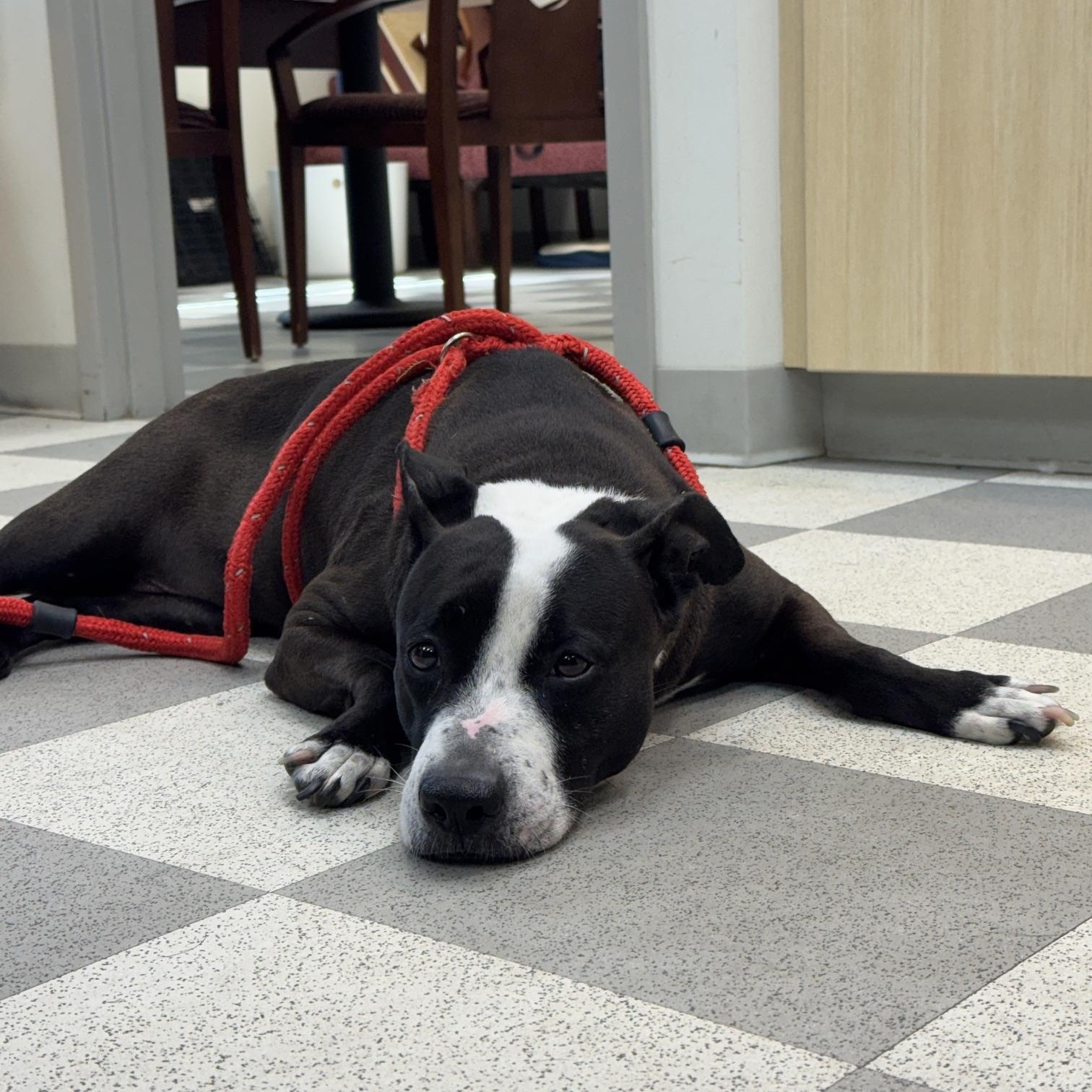 Elvi Assa, a Adoptable mixed breed in Benton Harbor, MI image 5/6