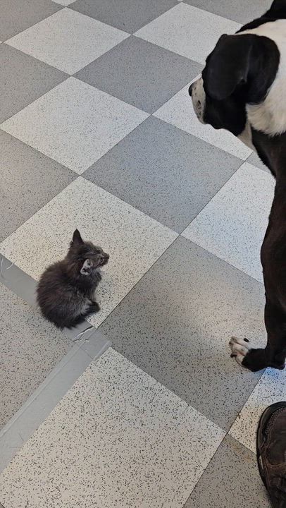 Enlarge Elvi Assa, a Adoptable mixed breed in Benton Harbor, MI video 6/6