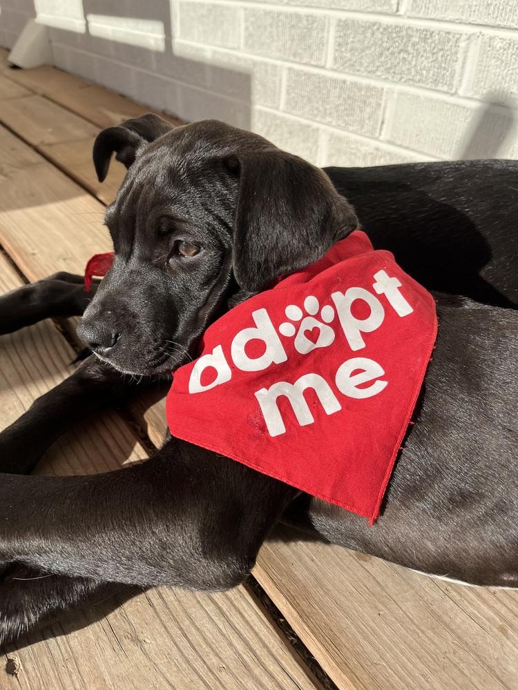 Classen / Lamby, Adoptable, Puppy Male Labrador Retriever & Mixed Breed.