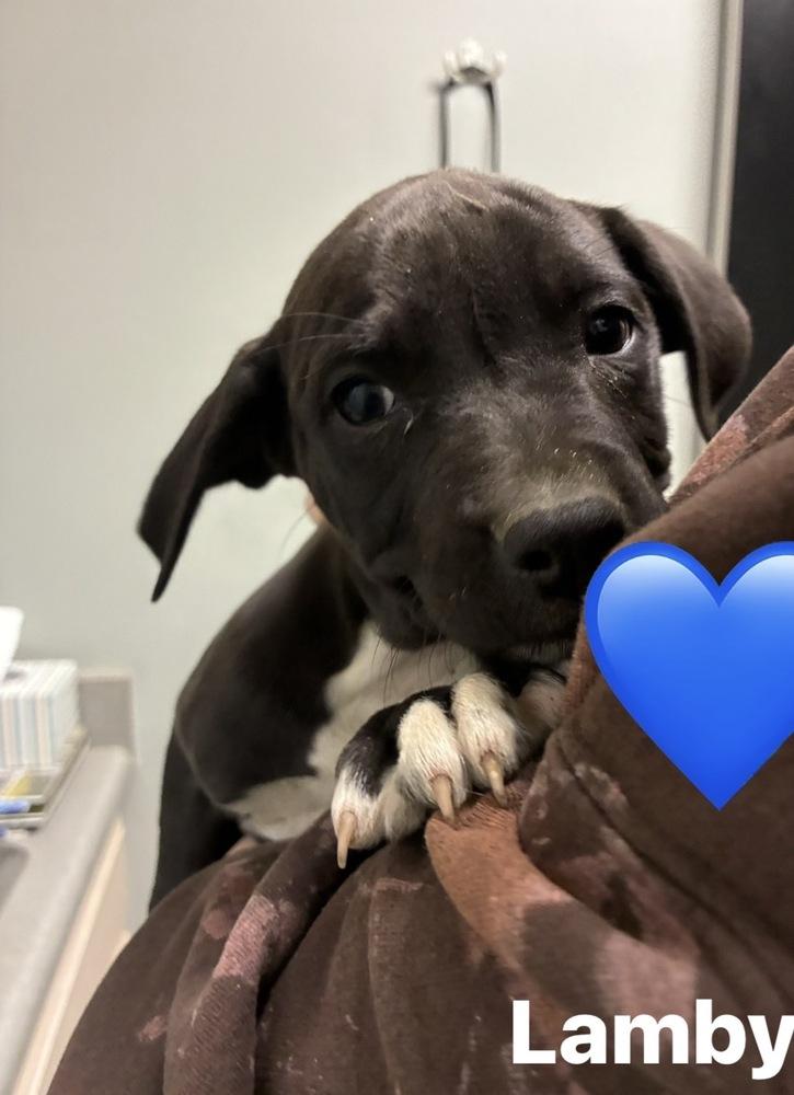 Classen / Lamby, Adoptable, Puppy Male Labrador Retriever & Mixed Breed.