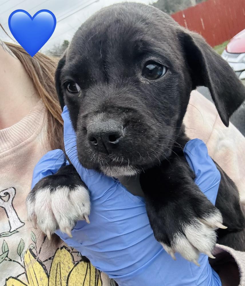 Enlarge Classen / Lamby, a Adoptable mixed breed in Broomfield, CO image 2/5