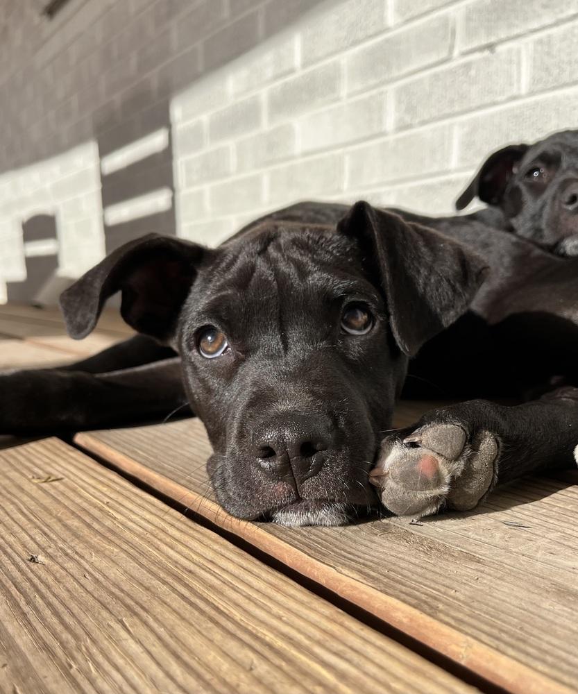 Enlarge Classen / Lamby, a Adoptable mixed breed in Broomfield, CO image 2/6